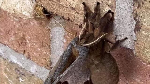 Tarántulas con alas