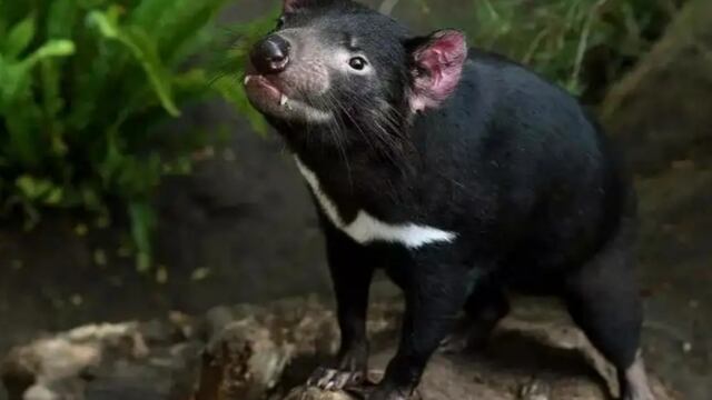 Demonio de Tazmania