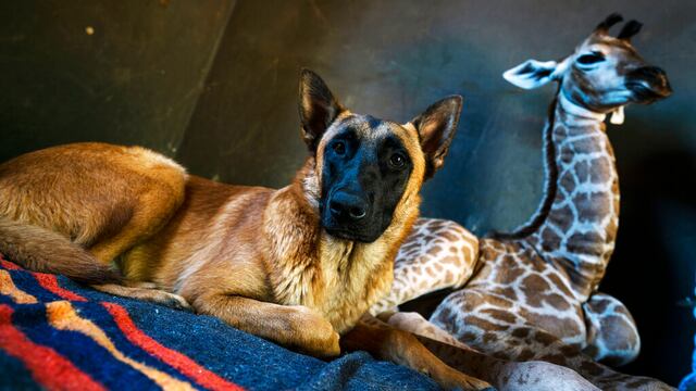 Una amistad inesperada.