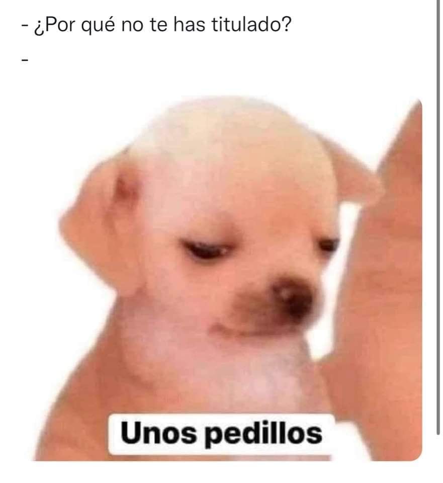 ’Kesi Kesi’ se llama el perrito del meme “unos pedillos”