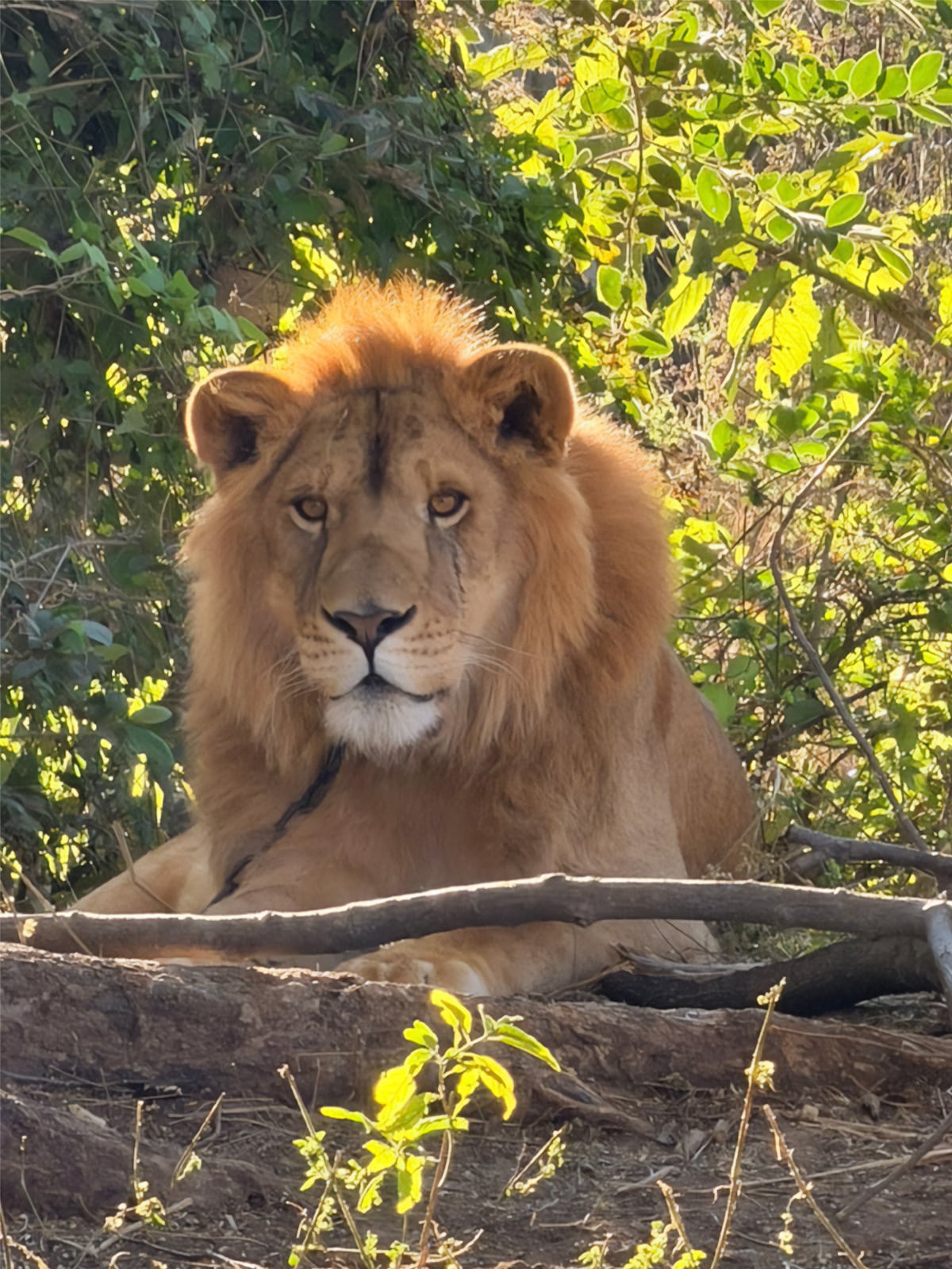 Profepa rescata a león amarrado a un árbol