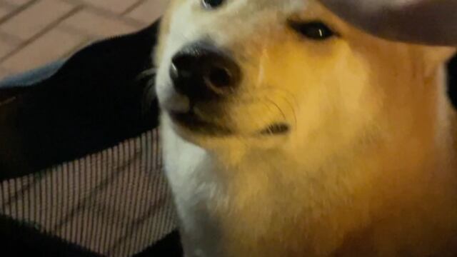 Cheems, el perro convertido en meme, empeora por el cáncer