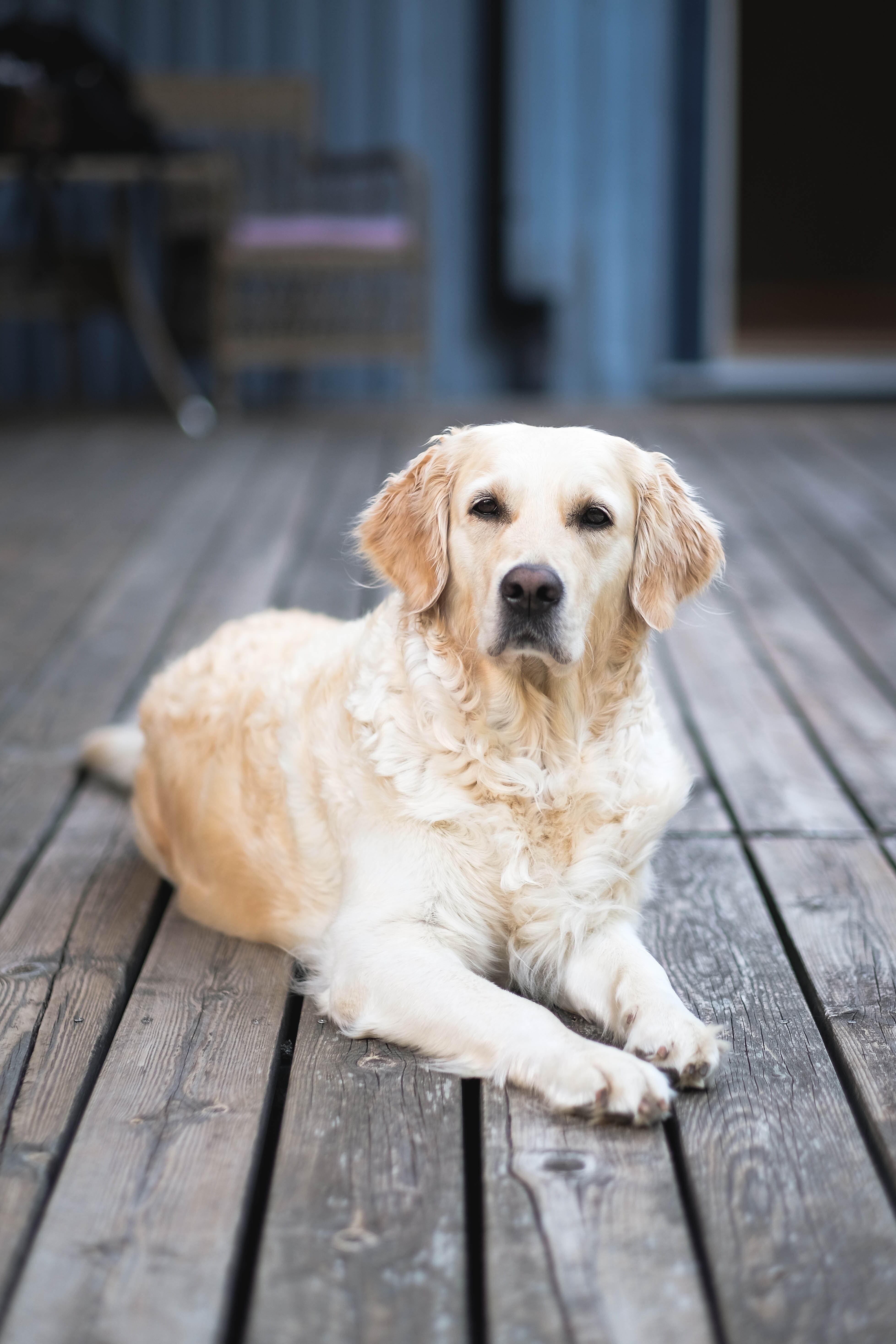 La edad funciona distintos en los perros