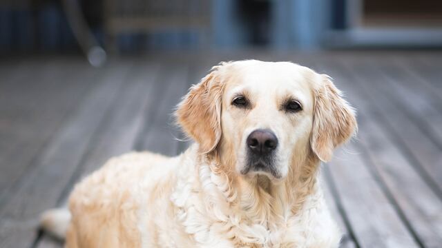 “Molly” se asustó con el ruido de un tren y entonces ocurrió el accidente.