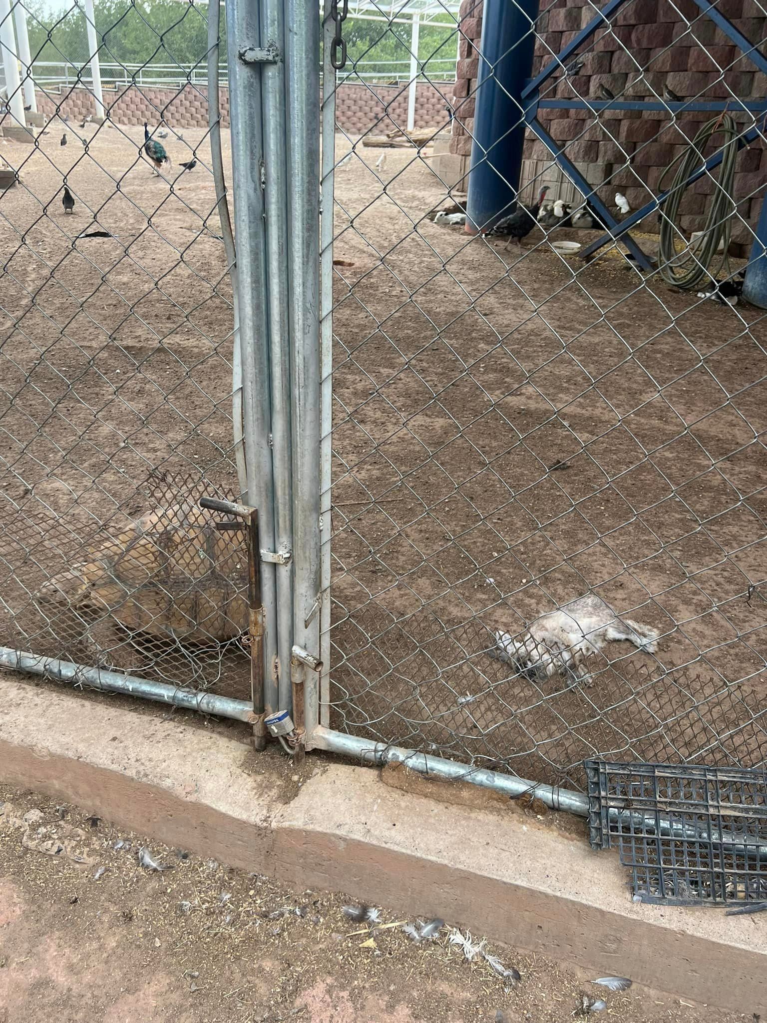 Animales en pésimas condiciones en Parque Central