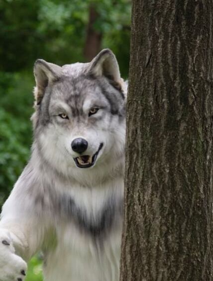 Disfraz de lobo