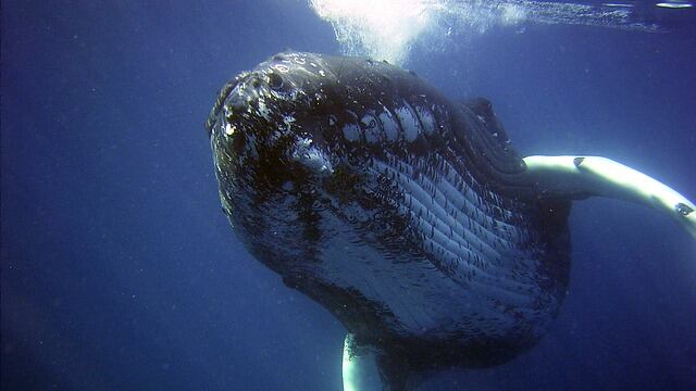 A partir de nuevos cantos, las ballenas crean nuevas versiones, una especie de “covers”, como se diría en la industria musical.