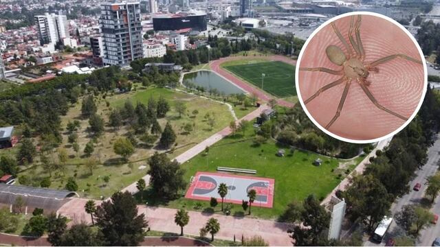 Araña violinista pica a turista en Puebla