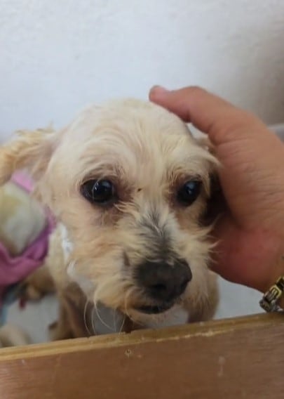 Cereza, la perrita que sobrevivió a la explosión de la pipa en Iztapalapa