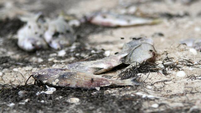 Marea Roja podría haber regresado a la costa del estado de Yucatán