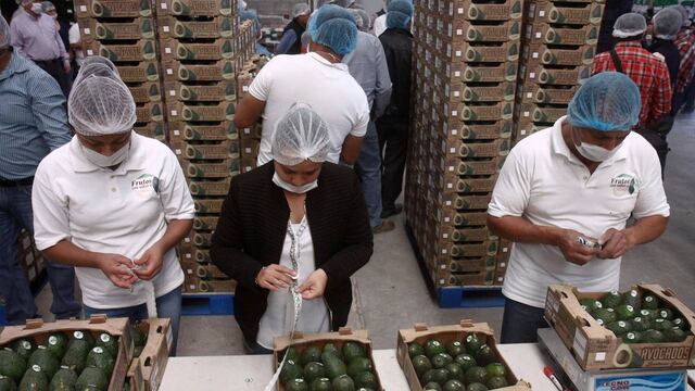 exportación aguacate