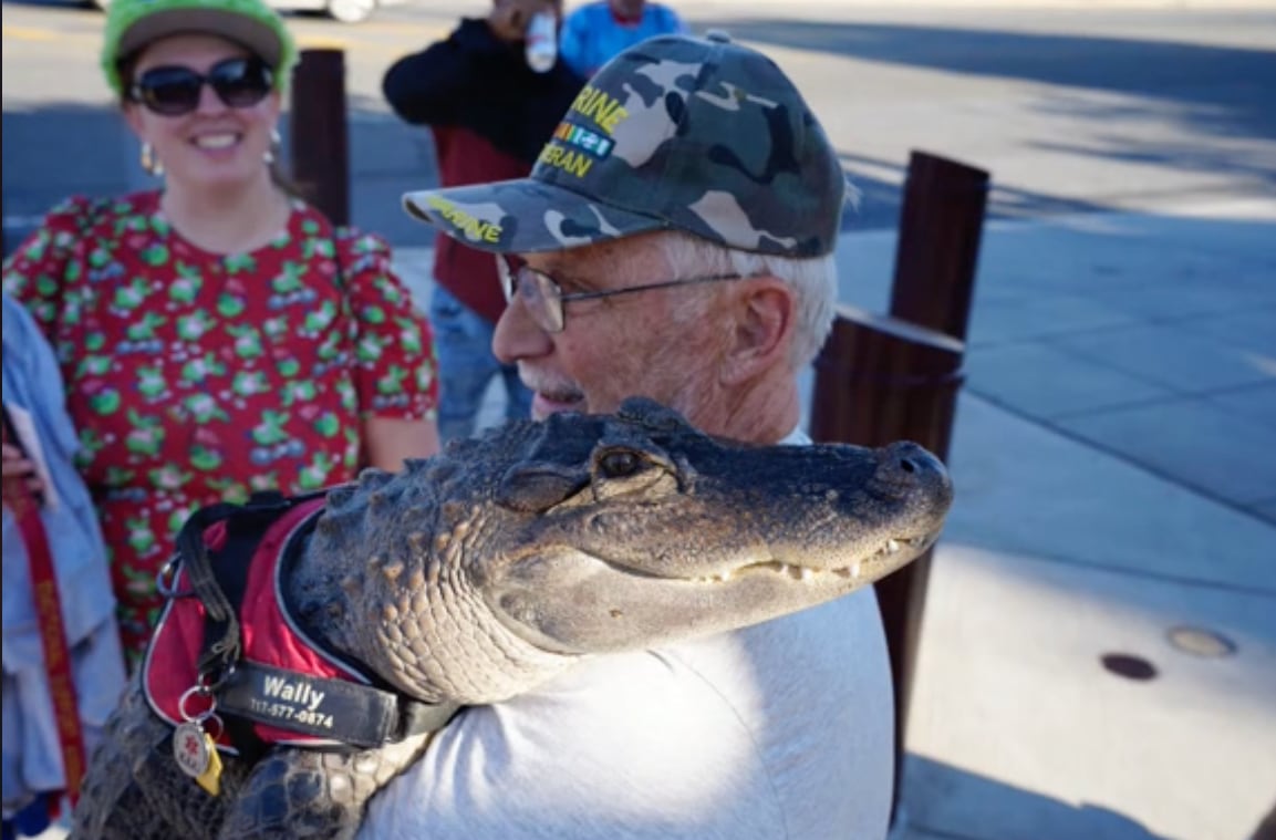 Caimán de apoyo emocional