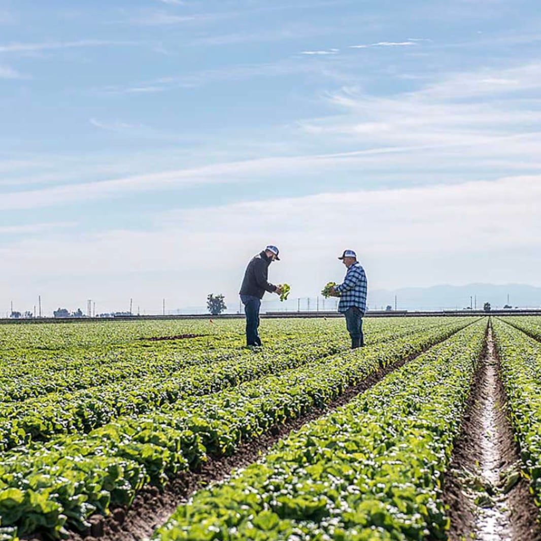 Taylor Farms suspende la cosecha de lechuga en Guanajuato por tiempo indefinido