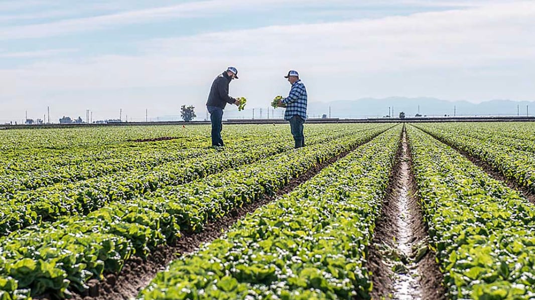 Taylor Farms suspende la cosecha de lechuga en Guanajuato por tiempo indefinido