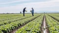 Taylor Farms suspende la cosecha de lechuga en Guanajuato por tiempo indefinido
