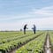 Taylor Farms suspende la cosecha de lechuga en Guanajuato por tiempo indefinido