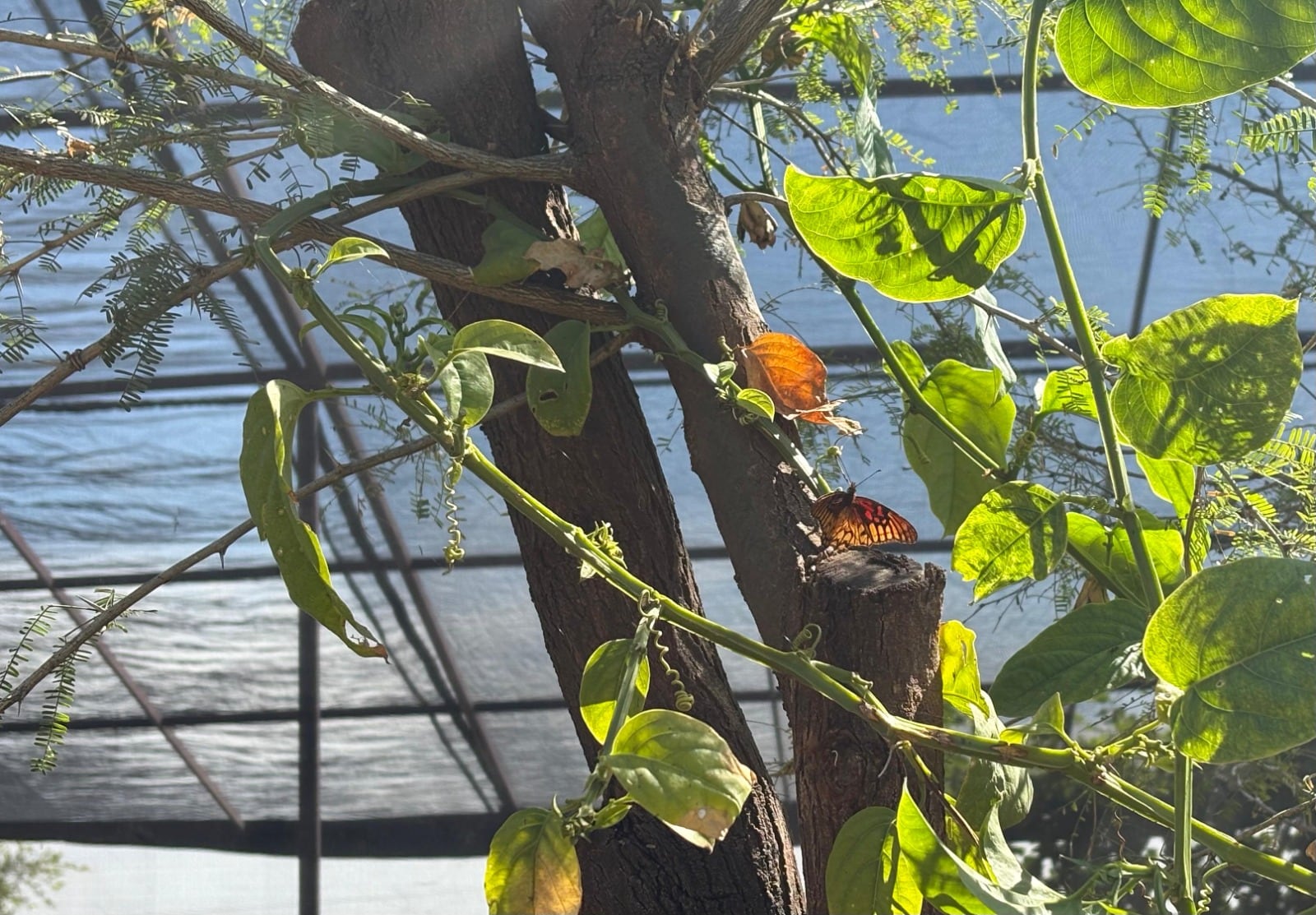 Mariposario del Parque Ehécatl en Ecatepec, se encarga de recuperar especies nativas