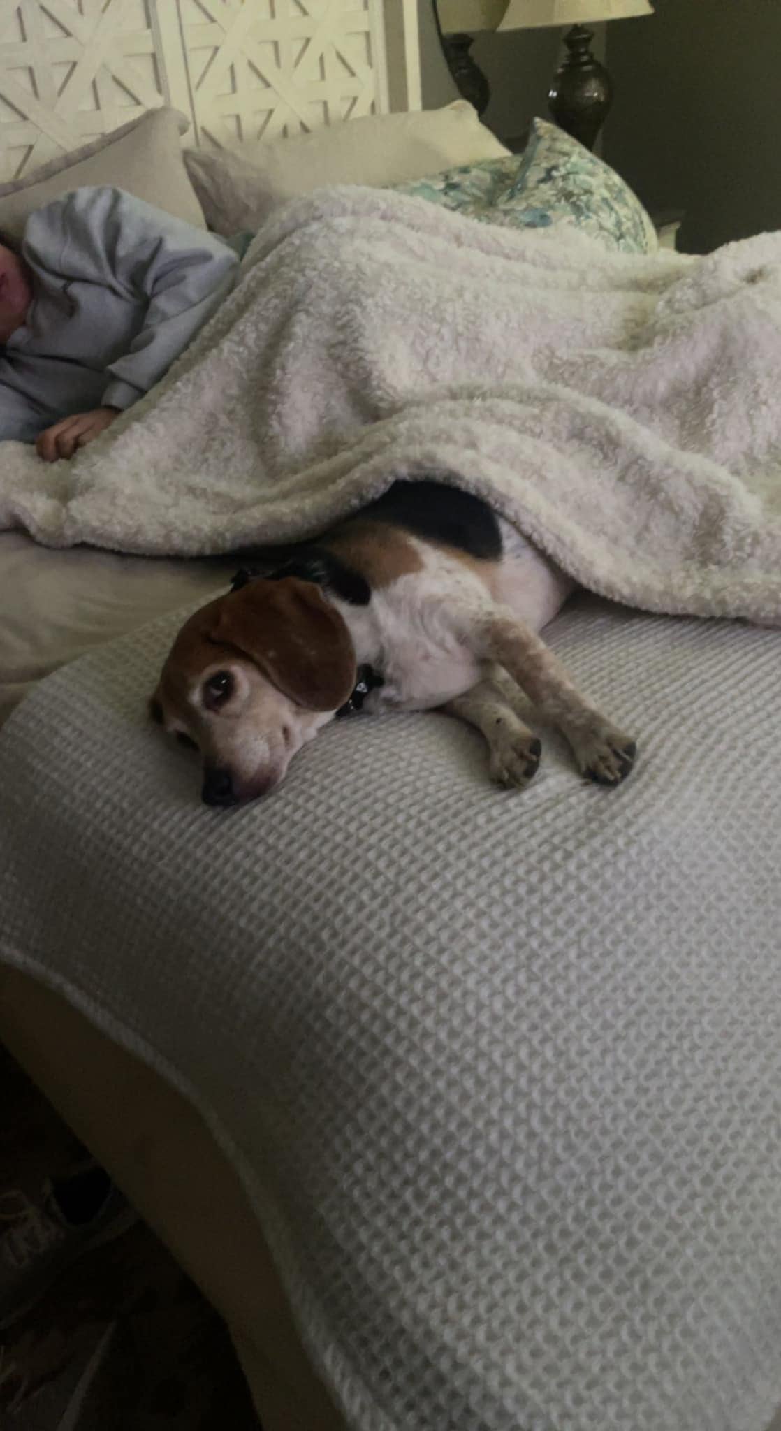 Roscoe, perrito que se reencontró con su familia después de 8 años desaparecido