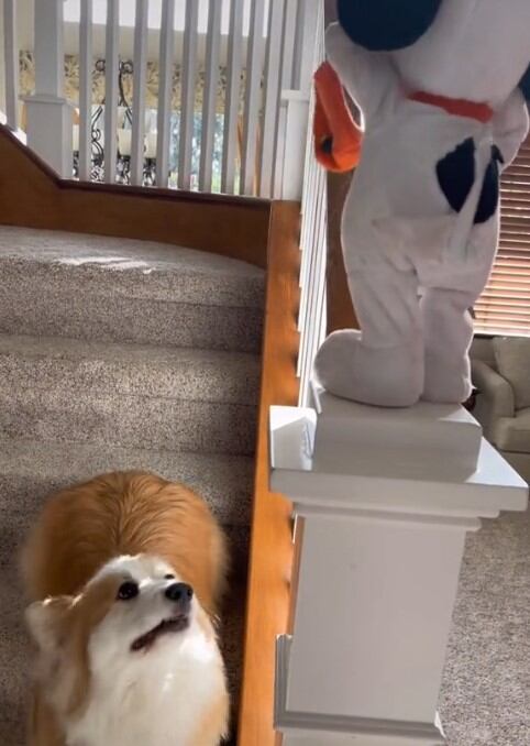 Perrito que baila en TikTok