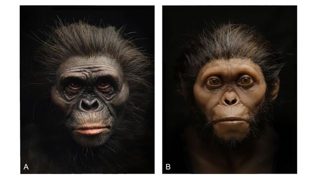 Reconstrucción facial de “Lucy” y del “Niño de Taung”