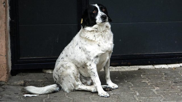 El perrito fue bautizado con ese nombre en honor a un platillo tradicional de Georgia