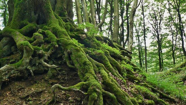 Las autoridades no revelaron la localización de la zona para proteger las especies