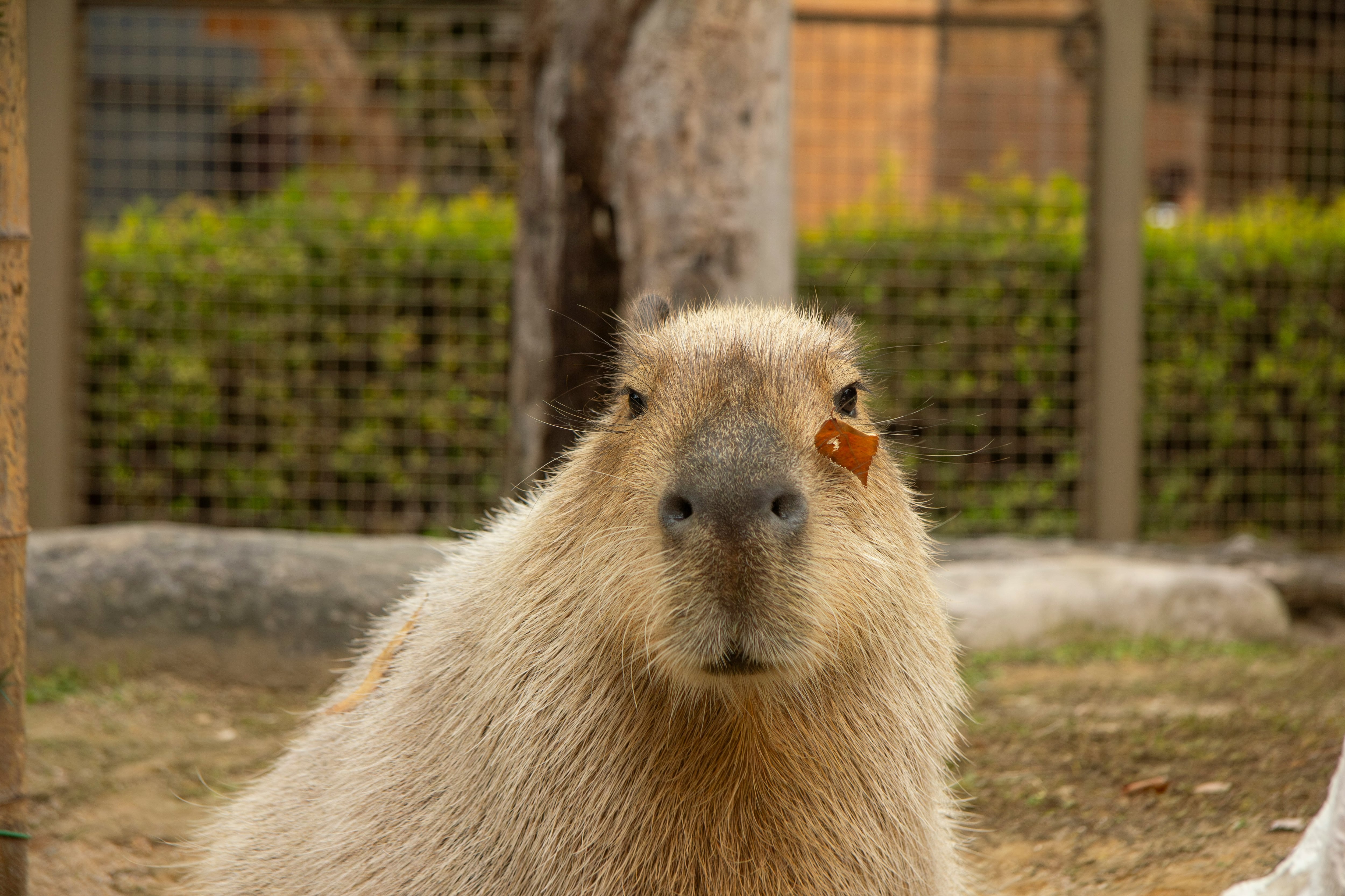 Capibara Fest 2025 en CDMX