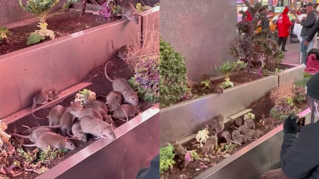 Captan al Rey de las Ratas