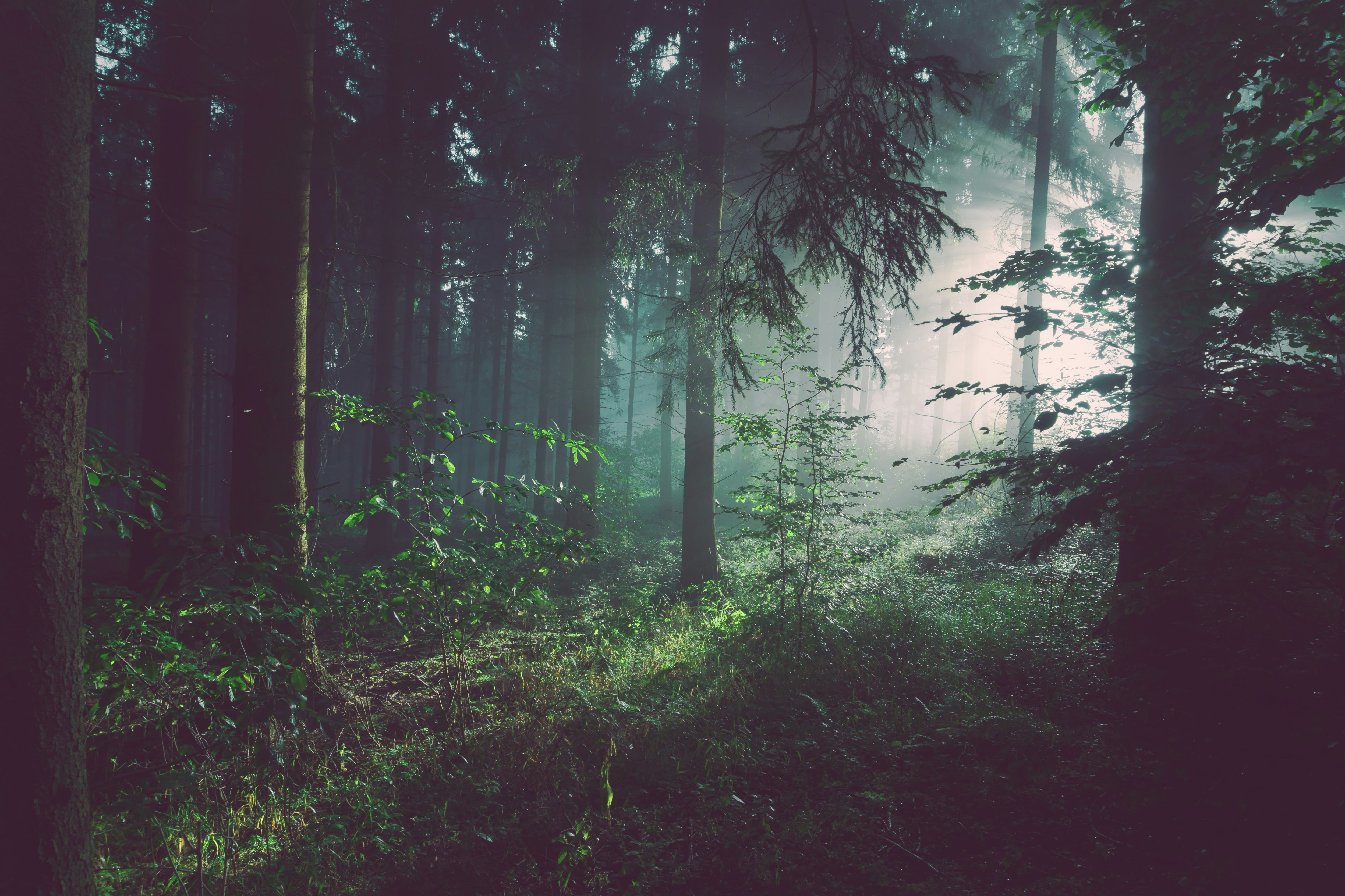 Este 21 de marzo es el Día Internacional de los Bosques