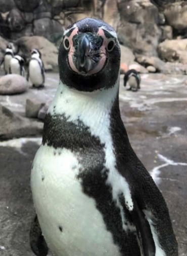 Pingüinos gay adoptan polluelo