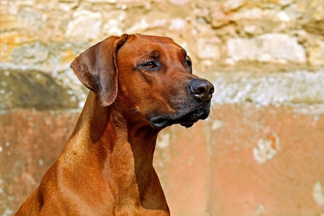 Saber identificar el lenguaje corporal del perro para determinar si se sienten cómodos en situaciones de afecto