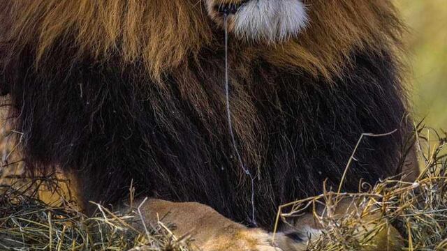 Matan al Rey León del Serengeti