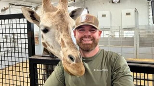 Quiropráctico acomodó el cuello de jirafa