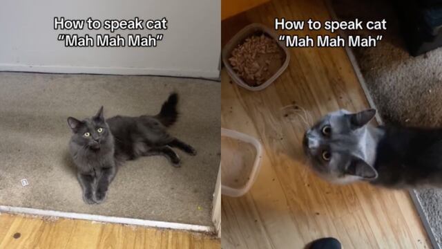 ¿Harto de que tu michi no te entienda? Este usuario de TikTok da clases del idioma de gatos