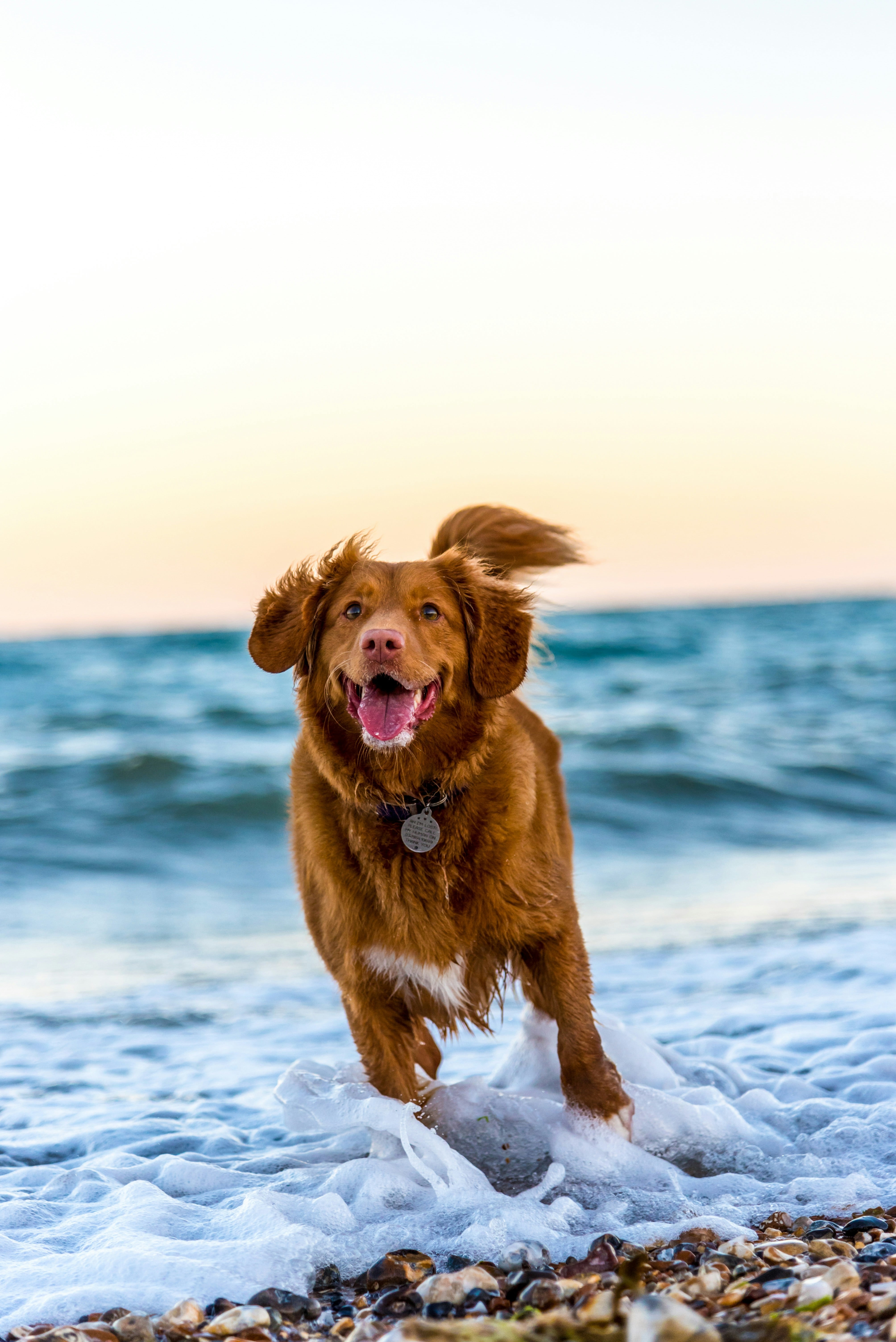 Este 26 de agosto es el Día del Perro aunque no en México