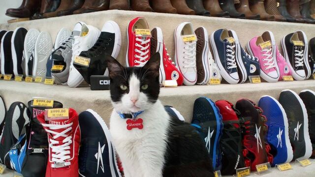 Silvestre trabajando