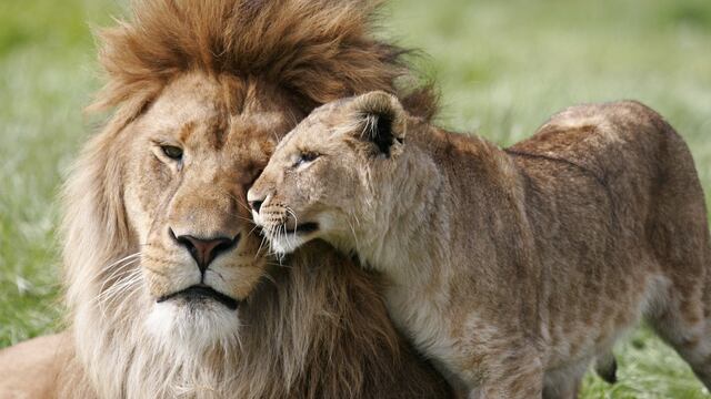 Leones africanos a un paso de la extinción