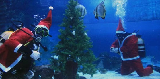 Acuario Tropicarium, Navidad
