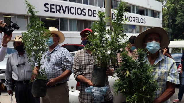 Buscan campesinos de Tetecala permisos para sembrar, cultivar y comercializar marihuana
