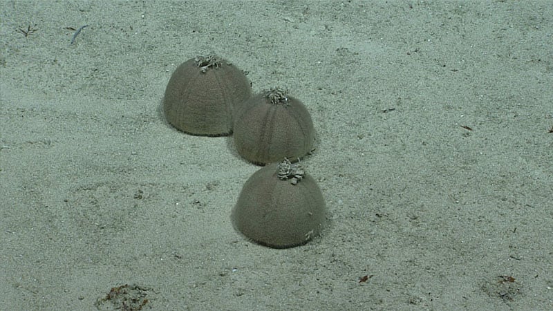 Erizos de mar encontrado en el mar Caribe