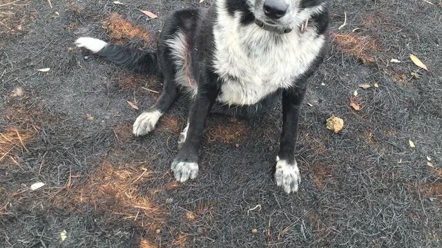 Patsy se ha convertido en toda una sensación en medio de los incendios de Australia
