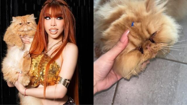 Yeri Mua es acusada de maltrato animal por el estado de su gato persa