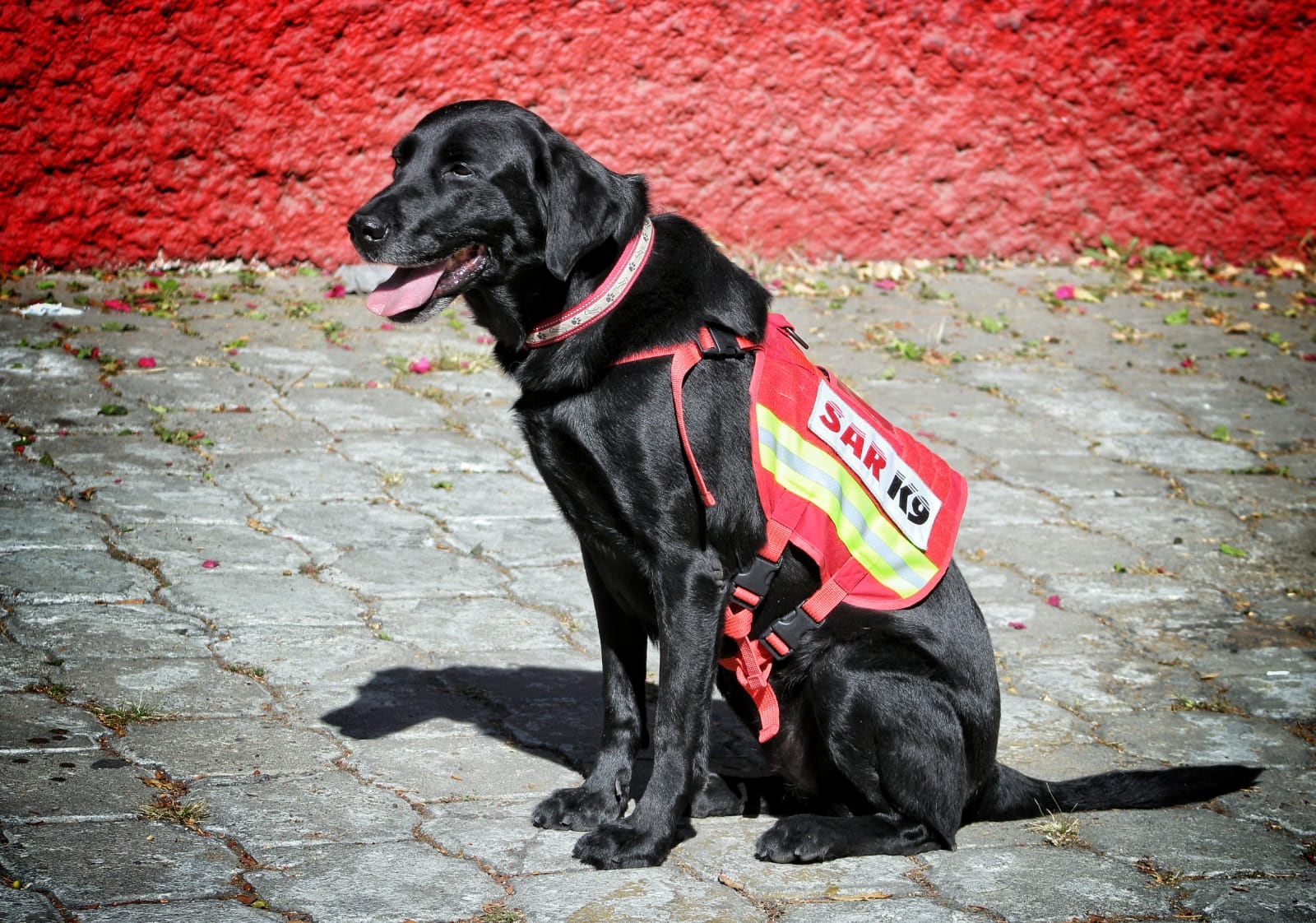 July, la perrita rescatista de la Cruz Roja Mexicana