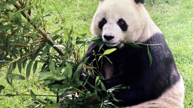 Muere la panda Shuan Shuan del Zoológico de Chapultepec