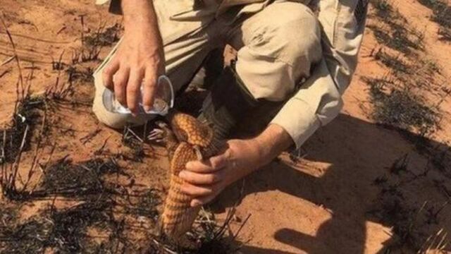 Bombero da agua a armadillo víctima de incendio en el Amazonas