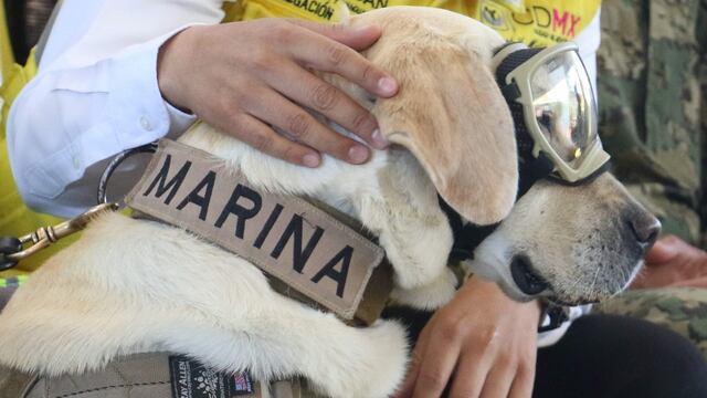 La perra rescatista, Frida