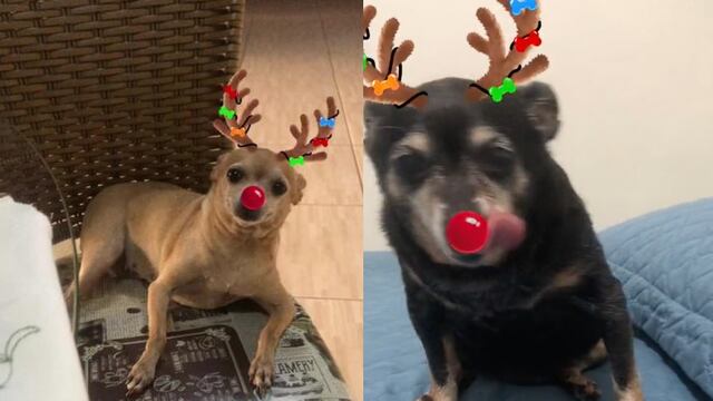 filtro que convierte a tu mascota en un reno en TikTok