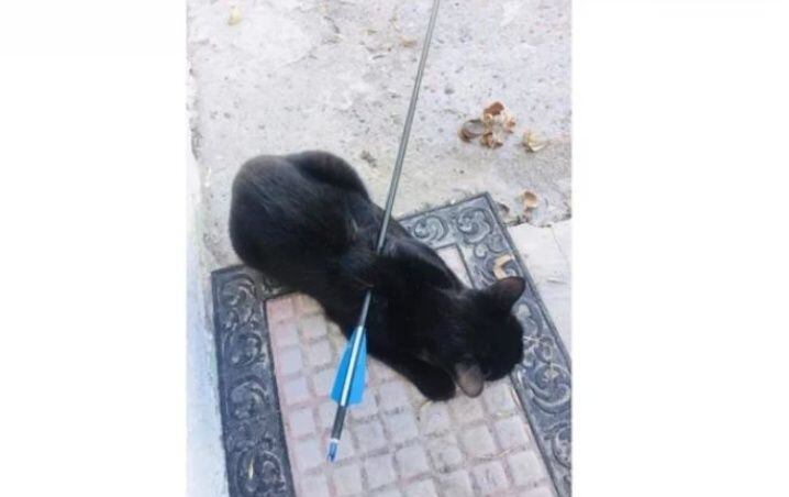 El gato, de nombre Vivi, fue atravesado con una flecha en el lomo