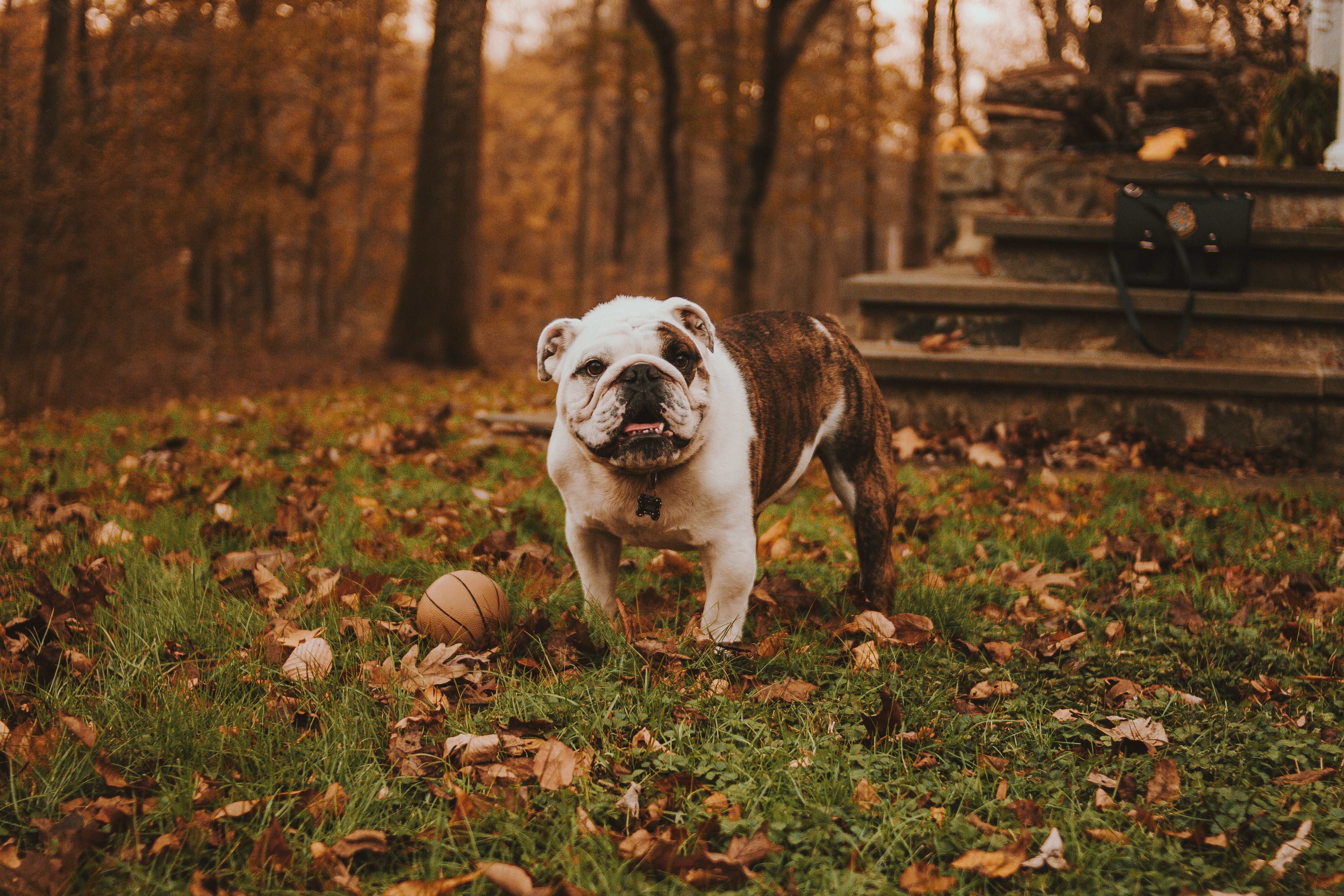 Bulldog