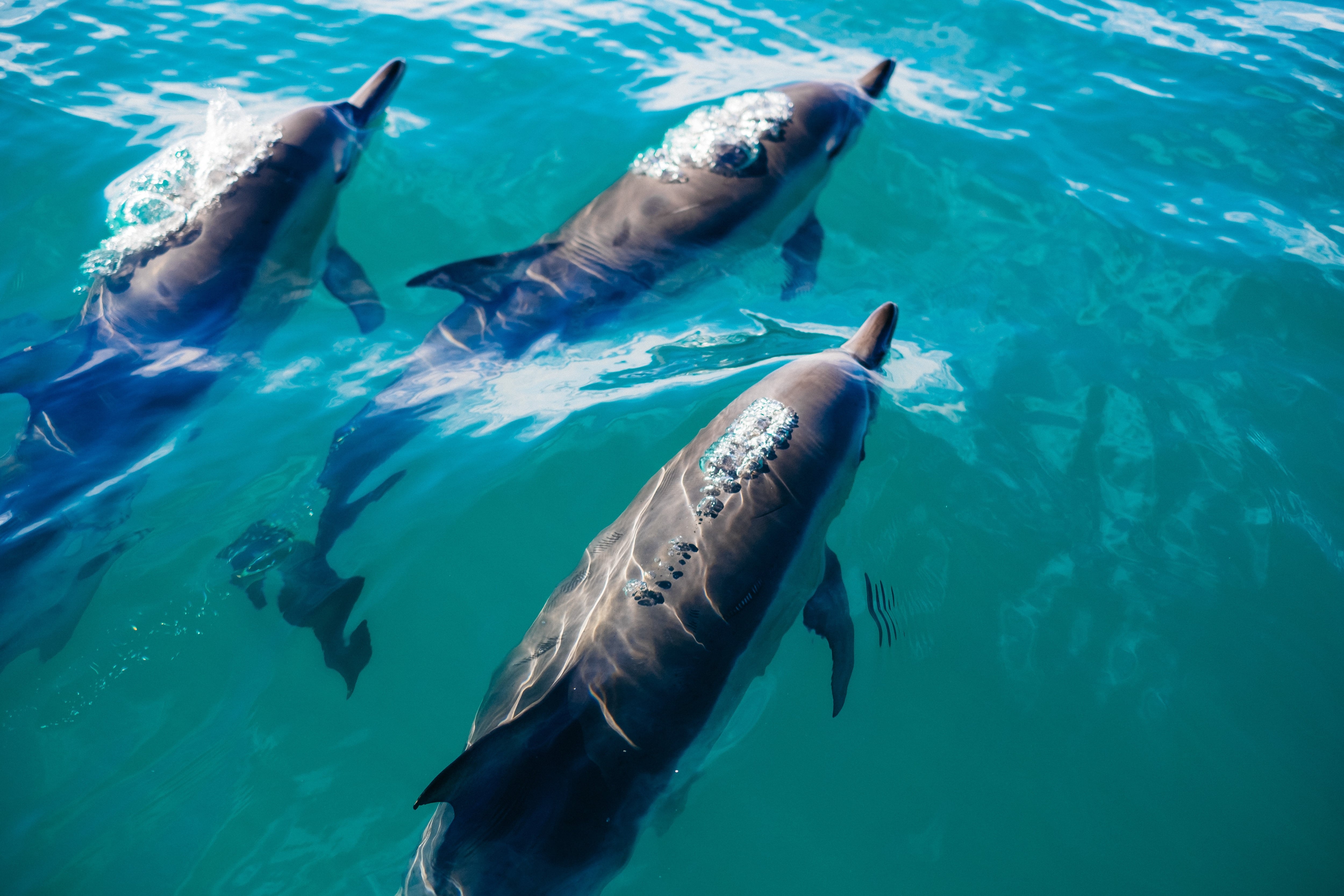 Un grupo de delfines auxilio a un perro que había caído al agua